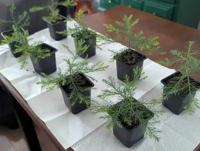 Giant Sequoia Saplings $10 each or 3 for $25, View more
