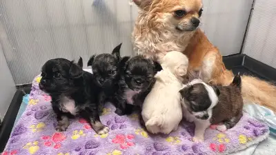 All 5 females BEAUTIFUL apple head high-quality Chihuahuas, View more