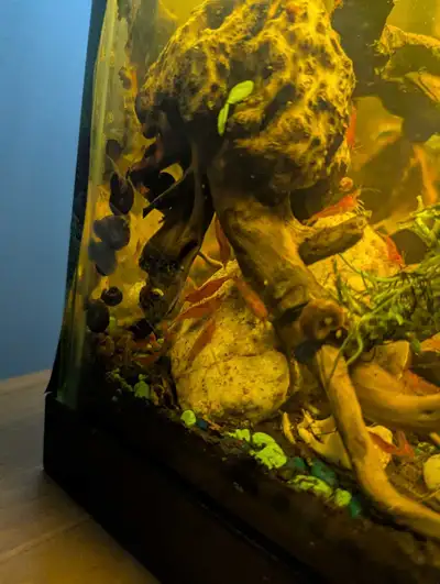 Cherry shrimp starter pack, View more