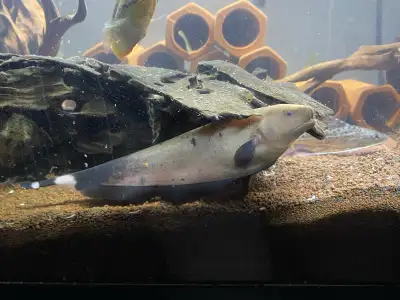 Rare Leopard knife fish, View more
