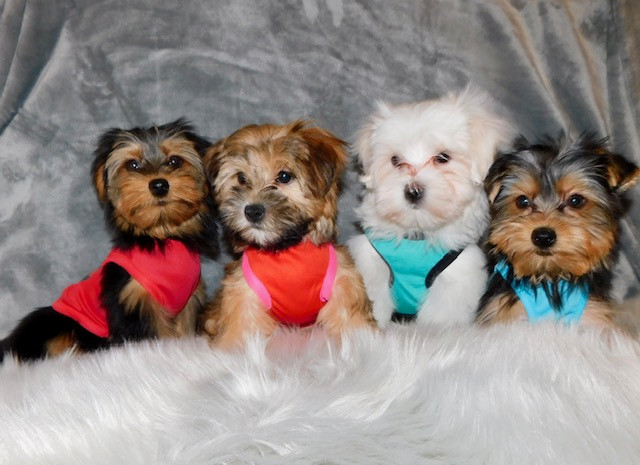 Tiny toy morkie puppies  available. in Dogs & Puppies for Rehoming in City of Toronto - Image 3