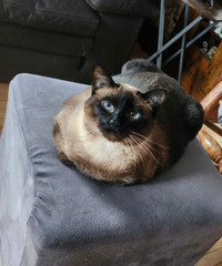 Beautiful Siamese cat looking for new loving home