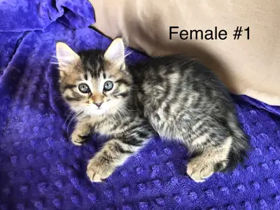 Adorable Kittens (one longhair!), View more