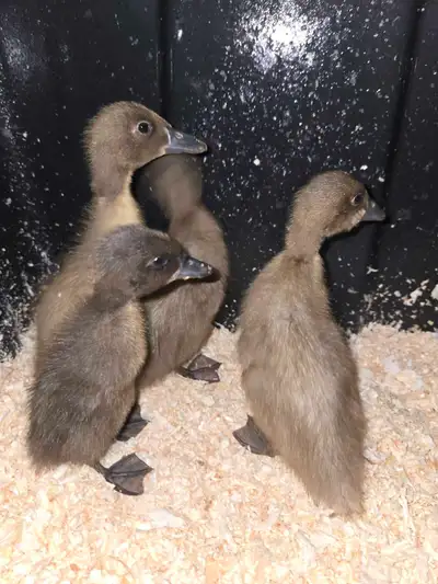 4 indian runner ducklings ready for new homes!