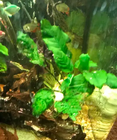 Large Anubias Nana Petite, View more