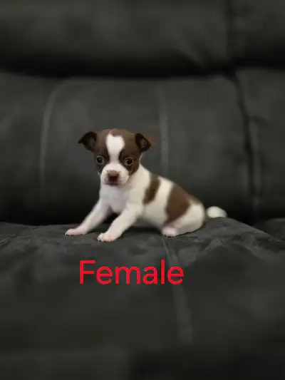 Female chihuahua puppy!, View more
