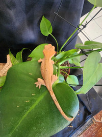 Red dalmation crested gecko