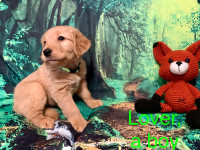 PRICE REDUCED,  Golden Retriever potential THERAPY PUPPY