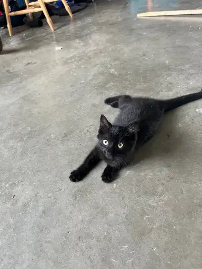 Female kitten. LOVES to be with people. Very cuddly. See photo. Follows around everywhere. Black wit...