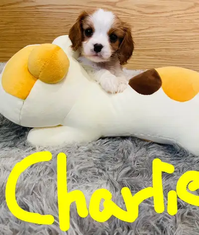 Cavalier King Charles, View more