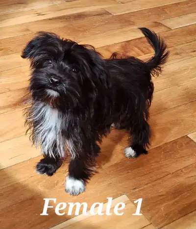 Morkie Puppies, View more