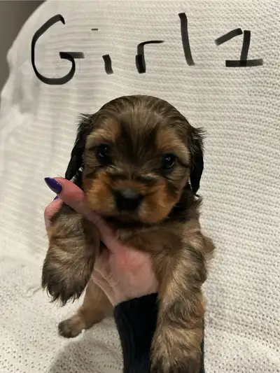 Mini dachshund Shih Tzu ( Schweenie) Puppies, View more