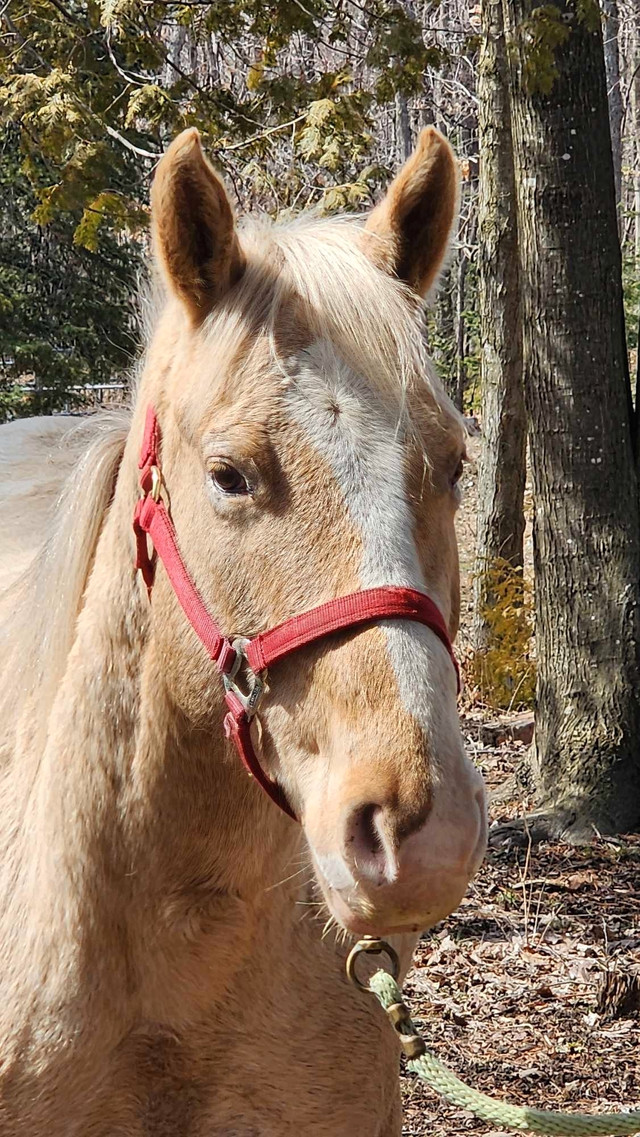 palomino appaloosa gelding  in Horses & Ponies for Rehoming in Sudbury - Image 3