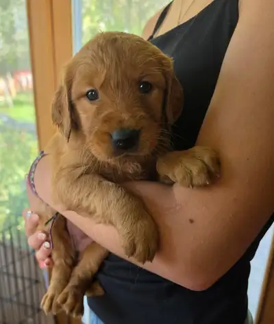 Beautiful Golden Retriever puppies!!!, View more