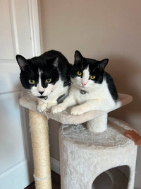 In search of a good home for 2 male cats