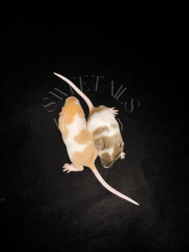 fancy mice in Small Animals for Rehoming in Ottawa - Image 4