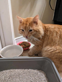 FOUND AND SECURED!  Sweet orange/ginger cat.