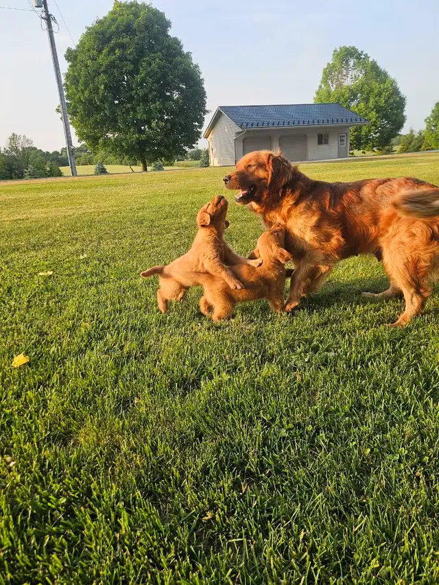 Beautiful Golden Retriever Puppys in Dogs & Puppies for Rehoming in Kitchener / Waterloo - Image 8