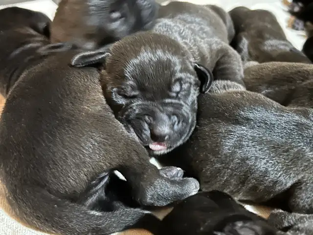 Weimaraner Presa Canario Mastiff Puppies in Dogs & Puppies for Rehoming in St. Catharines - Image 6