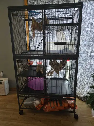 2 males ferrets and cage, View more