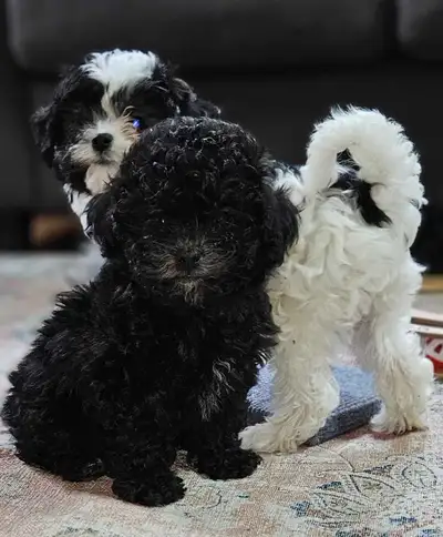 Malshipoo pups, View more