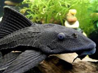 Looking for Large pleco