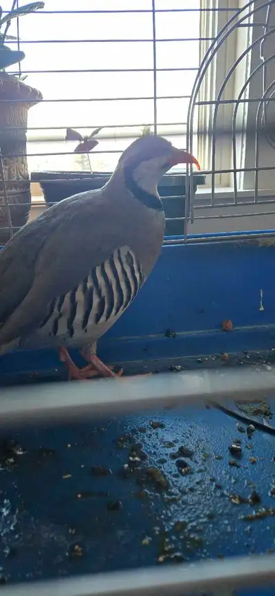 chukkar for sale, View more