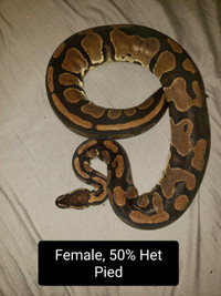 Female Ball Python