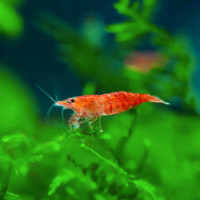 (Low stock) Mixture of Cherry/Fancy (freshwater) For Sale