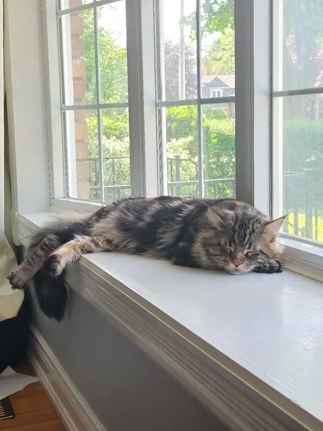 Majestic Purebred Mainecoon Male - Exceptional Temperament in Cats & Kittens for Rehoming in Oakville / Halton Region - Image 6