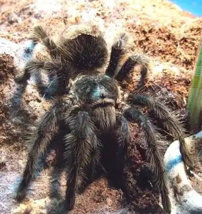 Looking For Tarantulas, View more