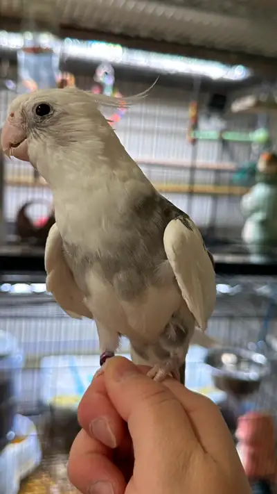 3 Year Old Male Whiteface Cockatiel hand tame For Sale, View more