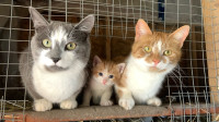 Barn kittens. Friendly kittens for the loving home 