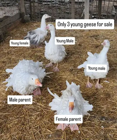 Sabastopol Goslings for Sale, View more