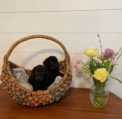 Dachshund Puppies, View more