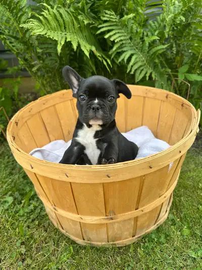 3 Pure Breed  French Bulldogs, View more