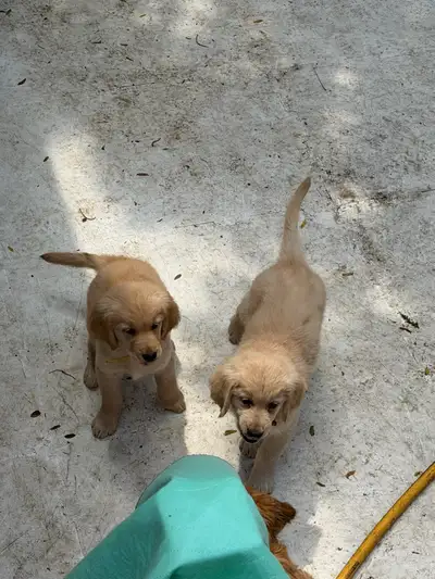 Chiots Golden retriever, View more