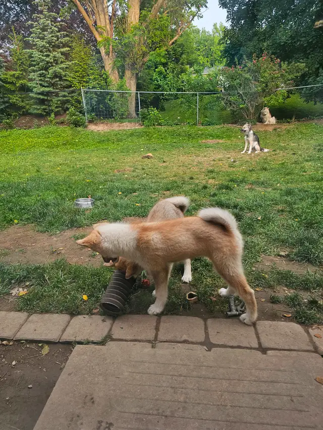 RARE Canadian Eskimo Puppy - Gorgeous  (F) in Dogs & Puppies for Rehoming in Hamilton - Image 8