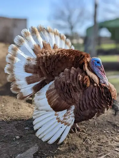 Hatch your own Bourbon Red turkeys with our fertilized hatching eggs! Bourbon Reds are a beautiful,...