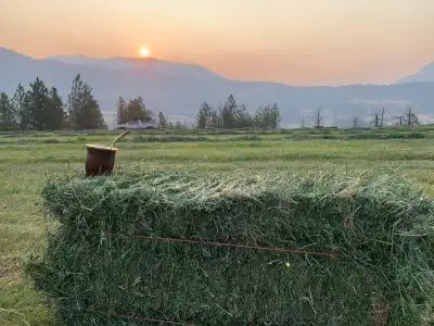 Interior Alfalfa Hay Second Cutting, View more