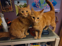 Re-homing kittens !!!