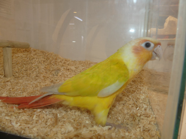 Suncheek Conures in Birds for Rehoming in Abbotsford - Image 2