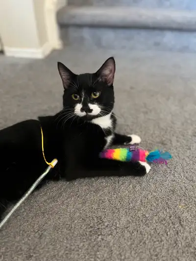 Male 1 year old cat, doesn’t like kids, will be happier in a single adult or adult only home Will co...