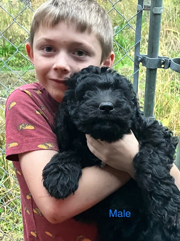 Mix poodle puppies Dogs & Puppies for Rehoming Barrie Kijiji