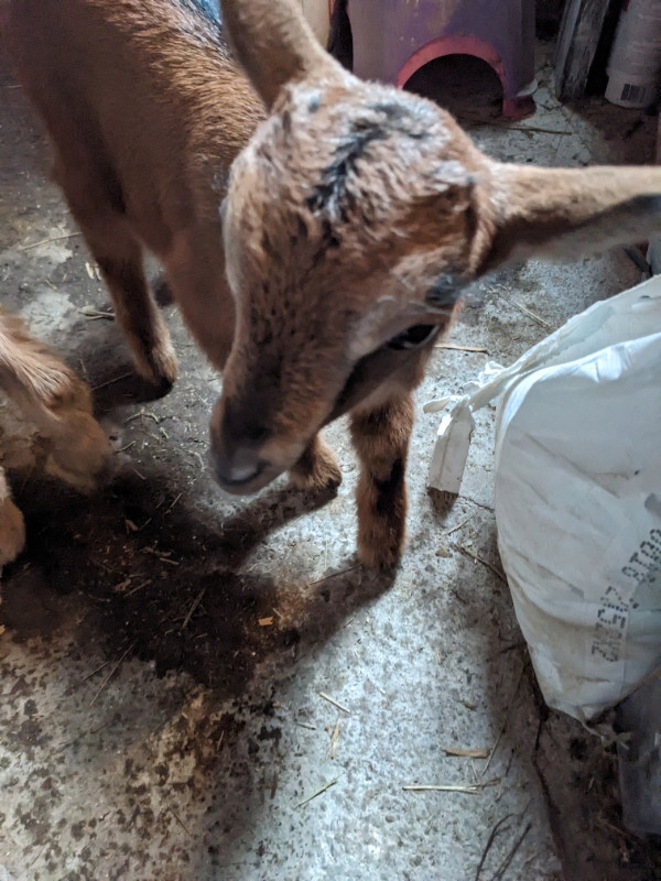 Female goat for sale in Livestock in Moncton