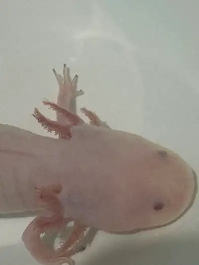 This Axolotl was surrendered to me about a year ago. She is lively, a swimmer and loves her worms! S...