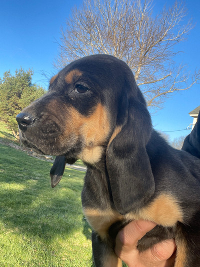  Ready to go Bloodhound coonhound cross puppies