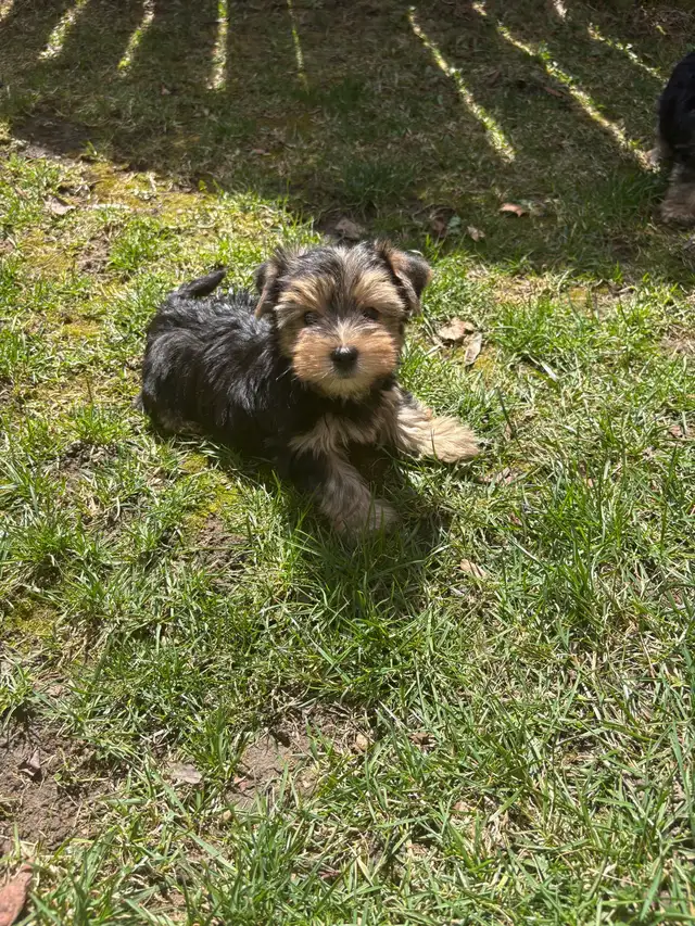 Yorkshire Terrier Puppies in Dogs & Puppies for Rehoming in Markham / York Region - Image 3
