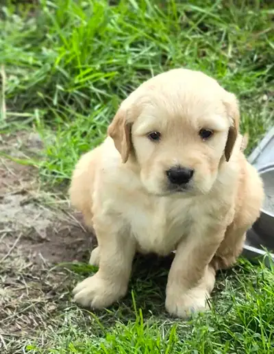 Reputable Breeder - Golden Retriever Puppies - Ready July, View more