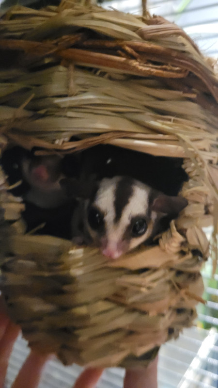 Male and female sugar glider joey in Small Animals for Rehoming in Oshawa / Durham Region